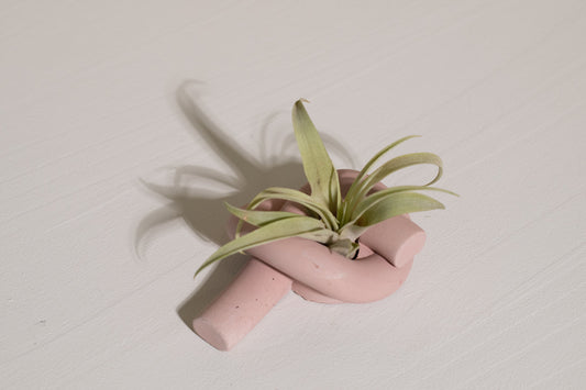 Knot Air Plant Holder